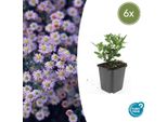 Aster Selvatico Aster Ageratoides 'Stardust' - ↕10-25Cm - Ø9Cm - 6 Piante - Fioritura Autunnale Bianca - Adatto Alle Api - Facile Da Curare
