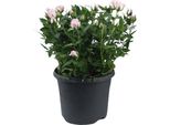 Rosa - Rosa In Vaso Jewel Patio Baby - Pianta D'appartamento - Ø17Cm - Altezza Circa 30Cm - Rosa Fiorita Profumata Per Balcone, Terrazzo E Interni