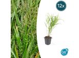 Canna Giapponese Nana Hakonechloa Macra - ↕10-25Cm - Ø9Cm - 12 Piante - Erba Ornamentale Elegante E Ombrosa Per Aiuole E Copertura Del Terreno - Resistente E Facile Da Curare
