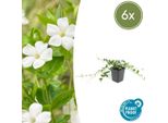 Pervinca - Vinca Minor 'Alba' - ↕10-25Cm - Ø9Cm - 6 Piante - Tappeto Erboso Con Fiori Bianchi - Facile Da Curare E Da Coltivare In Pieno Sole/Ombra