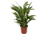 Spathiphyllum Torelli - Ninfea Della Pace 65Cm - Ø17Cm - Pianta Verde Con Fiori Bianchi - Pianta D'appartamento Che Purifica L'aria Per Il Soggiorno, La Camera Da Letto E L'ufficio - Facile Da Curare