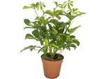 Aralia Radiosa - Schefflera Gerda - Pianta Da Appartamento - Ø13Cm - Altezza Circa 35Cm - Pianta Verde Purificatrice D'aria Di Facile Cura Per Interni