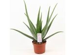 Aloe Vera - Vera Aloe - Pianta Da Appartamento - Ø19Cm - Altezza Circa 70Cm - Succulenta Di Facile Manutenzione Per Casa, Ufficio E Balcone
