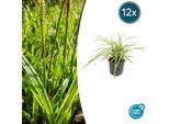 Carice Dai Bordi Dorati Carex Morrowii 'Aureovariegata' - ↕10-25Cm - Ø9Cm - 12 Piante - Erba Ornamentale Sempreverde - Resistente E Facile Da Curare - Per L'ombra E L'ombra Parziale