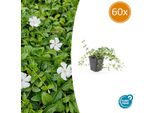 Piccola Vinca Minor 'Gertrude Jekyll' Sempreverde - ↨10-25 Cm - Ø9 Cm - Tappezzante Sempreverde Con Fiori Bianchi, Tollerante All'ombra E Facile Da Curare - 60 Piante