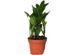 Zamioculcas - Piuma Fortunata - Altezza Circa 30 Cm - Ø 12 Cm - Pianta D'appartamento Di Facile Cura Con Foglie Lucide - Pianta Verde Robusta Per Il Soggiorno E L'ufficio - Pianta Purificatrice Dell'aria