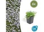 Testa Di Fiore Blu Isotoma Fluviatilis - ↕10-25Cm - Ø9Cm - 6 Piante - Coprisuolo Basso Con Fiori Blu A Forma Di Stella
