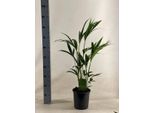 Palma Kentia - Howea Forsteriana - Pianta D'appartamento - Ø19Cm - ↕90Cm - Palma Elegante E Facile Da Curare Per Spazi Abitativi Eleganti