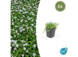 Pianta A Fiore Bianco Isotoma Fluviatilis 'Alba' - ↕10-25Cm - Ø9Cm - 6 Piante - Copertura Del Terreno, Resistente, Di Facile Manutenzione, Fiori Bianchi, Adatto Per L'ombra Parziale