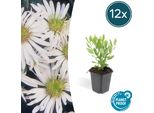 Aster Selvatico Aster Ageratoides 'Ashvi' - ↕10-25Cm - Ø9Cm - 12 Piante - Bianco - Fioritura Autunnale - Soleggiato - Facile Da Curare