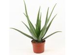 Aloe Vera - Pianta Da Appartamento - Ø 19 Cm - Altezza Circa 70 Cm - Pianta Medicinale Di Facile Manutenzione Con Foglie Carnose