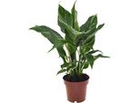 Spathiphyllum Diamond - Giglio Della Pace Ø12Cm ↕40Cm - Pianta Verde Purificatrice D'aria Di Facile Manutenzione Con Fiori Bianchi Per Soggiorno, Ufficio E Camera Da Letto
