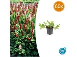 Lumaca Persicaria Aff. 'Darjeeling Red' - ↕10-25Cm - Ø9Cm - 60 Piante - Fogliame Colorato - Perenne Di Facile Manutenzione - Sole E Ombra Parziale
