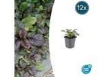 Ajuga Reptans 'Catlin's Giant' - 12 Piante - Tappezzante Con Foglie Grandi E Fiori Blu - Resistente E Facile Da Curare - Altezza 10-25Cm