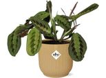 Pianta Da Giardino - Maranta Leuconeura 'Fascinator' Tricolor - Pianta Da Appartamento In Vaso Vibes Fold 14Cm Giallo - Pianta Da Preghiera Decorativa Con Foglie A Fantasia