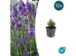 Lavanda Lavandula Angustifolia 'Dwarf Blue' - ↕10-25Cm - Ø9Cm - 12 Piante - Lavanda Compatta Profumata, Fiori Blu, Amante Delle Api, Resistente, Di Facile Manutenzione