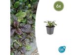 Ajuga Reptans 'Catlin's Giant' - 6 Piante - Tappezzante Con Foglie Grandi E Fiori Blu - Resistente E Facile Da Curare - Altezza 10-25Cm
