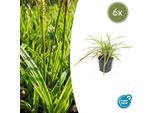 Carice Dai Bordi Dorati Carex Morrowii 'Aureovariegata' - ↕10-25Cm - Ø9Cm - 6 Piante - Erba Ornamentale Sempreverde E Copertura Del Terreno - Resistente E Facile Da Curare