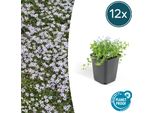 Testa Di Fiore Blu Isotoma Fluviatilis - ↕10-25Cm - Ø9Cm - 12 Piante - Copertura Del Terreno, Fiori Blu A Forma Di Stella, Da Soleggiato A Semi-Ombroso, Facile Da Curare