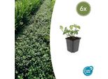 Arbusto A Fuso - Euonymus Fortunei 'Dart's Blanket' - ↕10-25 Cm - Ø9 Cm - 6 Piante - Copertura Del Terreno - Tollerante All'ombra - Resistente - Facile Da Curare