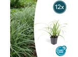 Carice Dai Bordi Bianchi Carex Morrowii 'Ice Dance' - ↕10-25Cm - Ø9Cm - 12 Piante - Erba Ornamentale Sempreverde Come Copertura Del Terreno Per Sole E Ombra - Facile Da Curare E Resistente
