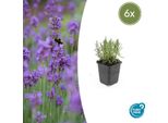 Lavanda Lavandula Angustifolia 'Munstead' - ↕10-25Cm - Ø9Cm - 6 Piante - Lavanda Compatta Profumata, Fiori Viola Intenso, Amante Delle Api, Resistente, Di Facile Manutenzione