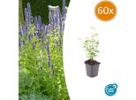 Ortica Asiatica Profumata - Agastache 'Black Adder' - 60 Piante - Fiori Viola Scuro E Fogliame Aromatico - Amante Delle Api, Resistente E Facile Da Curare - Altezza 10-25Cm