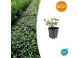 Arbusto A Fuso - Euonymus Fortunei 'Dart's Blanket' - ↕10-25 Cm - Ø9 Cm - 60 Piante - Bicolore E Resistente - Coprisuolo Di Facile Manutenzione - Sole E Ombra