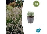 Lavanda Lavandula Int. 'Edelweiss' - ↕10-25Cm - Ø9Cm - 6 Piante - Fiori Bianchi, Adatto Alle Api E Alle Farfalle, Resistente