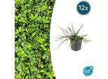 Euonymus Fortunei 'Minimus' - ↕10-25 Cm - Ø9 Cm - 12 Piante - Copertura Del Terreno - Compatta E Resistente - Sopporta L'ombra - Facile Da Curare