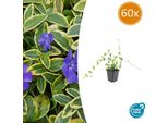 Sempreverde A Foglie Piccole Vinca Minor 'Blue And Gold' - ↨10-25 Cm, Ø9 Cm - Tappezzante Sempreverde Con Foglie Giallo Oro E Fiori Blu-Viola - 60 Piante