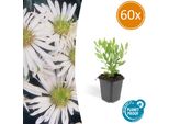 Aster Selvatico Aster Ageratoides 'Ashvi' - ↕10-25Cm - Ø9Cm - 60 Piante - Astri Autunnali Bianchi - Facile Da Curare E Resistente - Fioritura Da Agosto All'autunno