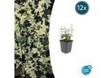 Fuso Strisciante - Euonymus Fortunei 'Harlequin' - ↕10-25Cm - Ø9Cm - 12 Piante - Foglie Colorate E Resistente