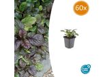 Ajuga Reptans 'Catlin's Giant' - ↕10-25Cm - Ø9Cm - 60 Piante - Coprisuolo Resistente