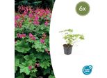 Geranium Macrorrhizum 'Czakor' - ↕10-25Cm - Ø9Cm - 6 Piante - Fiori Rosa Intenso - Fogliame Aromatico - Coprisuolo Robusto