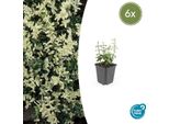 Fuso Strisciante - Euonymus Fortunei 'Harlequin' - ↕10-25 Cm - Ø9 Cm - 6 Piante - Copertura Del Terreno - Fogliame Variegato - Sole E Ombra - Facile Da Curare - Difficile Da Coltivare