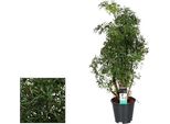 Polyscias Hawaiiana Ming - Pianta Da Appartamento - Ø17Cm - ↕65Cm Di Altezza - Fogliame Tropicale Finemente Piumato - Facile Da Curare E Decorativa