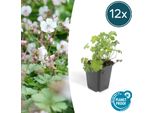 Geranium Cantabrigiense 'Biokovo' - ↑10-25Cm - Ø9Cm - 12 Piante - Tappezzante, Fiori Bianco-Rosati, Facile Da Curare E Resistente