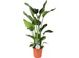Albero Strelitzia Strelitzia Nicolai - Pianta D'appartamento - Ø24 Cm - Altezza 110 Cm - Fiore Dell'uccello Del Paradiso - Facile Da Curare - Ombra Parziale
