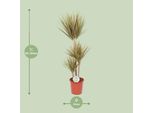 Dracaena Bicolor - Ø24Cm - ↕115Cm - Pianta D'appartamento Esotica - Depurativa Dell'aria E Facile Da Curare
