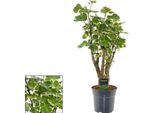 Polyscias Balfouriana - Pianta D'appartamento - Ø17Cm - Altezza Circa 50Cm - Arbusto Decorativo Di Aralia - Facile Da Curare E Cespuglioso - Per Ambienti Da Chiari A Semi-Ombreggiati