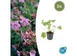 Geranium Macr. 'Ingwersen's Var - ↕10-25Cm - Ø9Cm - 6 Piante - Tappezzante Resistente Con Fiori Rosa Pallido - Fogliame Profumato - Per Bordure E Zone D'ombra - Facile Da Curare E Robusto
