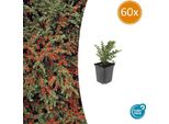 Cotoneaster A Ventaglio - Cotoneaster Horizontalis - ↑10-25Cm - Ø9Cm - 60 Piante - Resistente, Facile Da Curare, Bacche Rosse, Copertura Del Suolo, Aiuole