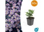 Aster Selvatico Aster Ageratoides 'Stardust' - ↕10-25Cm - Ø9Cm - 60 Piante - Fioritura Autunnale E Adatta Alle Api - Fiori Bianchi A Forma Di Stella - Sole E Ombra Parziale - Facile Da Curare