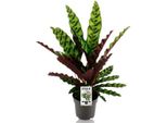 Cesto Marante A Foglie Lanceolate - Calathea Lancifolia Insignis - Pianta D'appartamento Tropicale - Ø14Cm - ↕45Cm