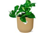 Edera - Epipremnum Pinnatum 'Aureum' - Edera Dorata - Pianta D'appartamento Di Facile Cura In Vaso Vibes Fold 14Cm Giallo - Pianta Decorativa Ricadente E Rampicante Con Effetto Purificante Dell'aria