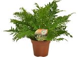 Felce Arborea Nana - Blechnum Silver Lady - Pianta Da Appartamento - Ø17 Cm - ↕50 Cm - Facile Da Curare - Fronde Verde-Argento - Purificante Dell'aria