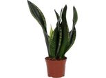 Sansevieria Whitney – Lingua Della Suocera – Ø12 Cm – Altezza Circa 27 Cm – Pianta Da Appartamento Che Purifica L'aria