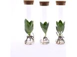 Clusia In Vetro Tubolare - Mela Balsamica - Pianta Idroponica Da Appartamento - Ø5Cm - Altezza Circa 15Cm - 3 Piante - Vaso Decorativo In Vetro Con Pianta Verde