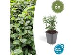 Fuso Strisciante Sempreverde - Euonymus Fortunei Radicans - ↕10-25 Cm - Ø9 Cm - 6 Piante - Copertura Del Terreno - Facile Da Curare E Resistente - Giardino, Aiuole E Recinzioni
